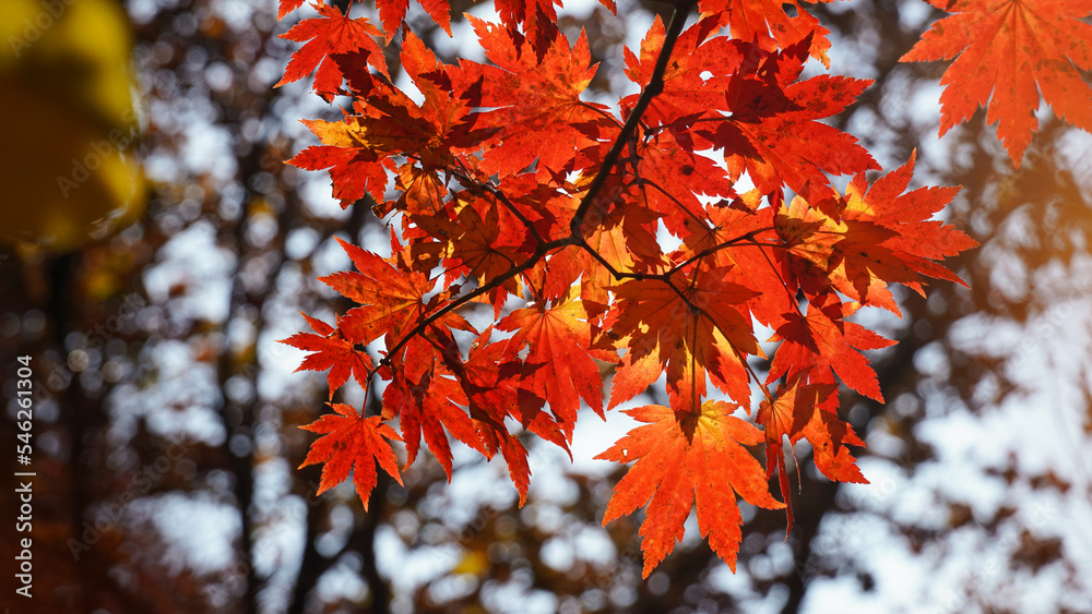 The autumn leaves and nature of Bukhansan Mountain are beautiful. The autumn leaves and nature of Bukhansan Mountain are beautiful.