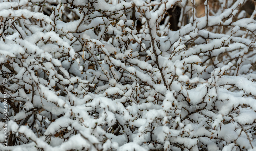 Tangle Of Branches Covered In Snow Tangle Of Branches Covered In Snow