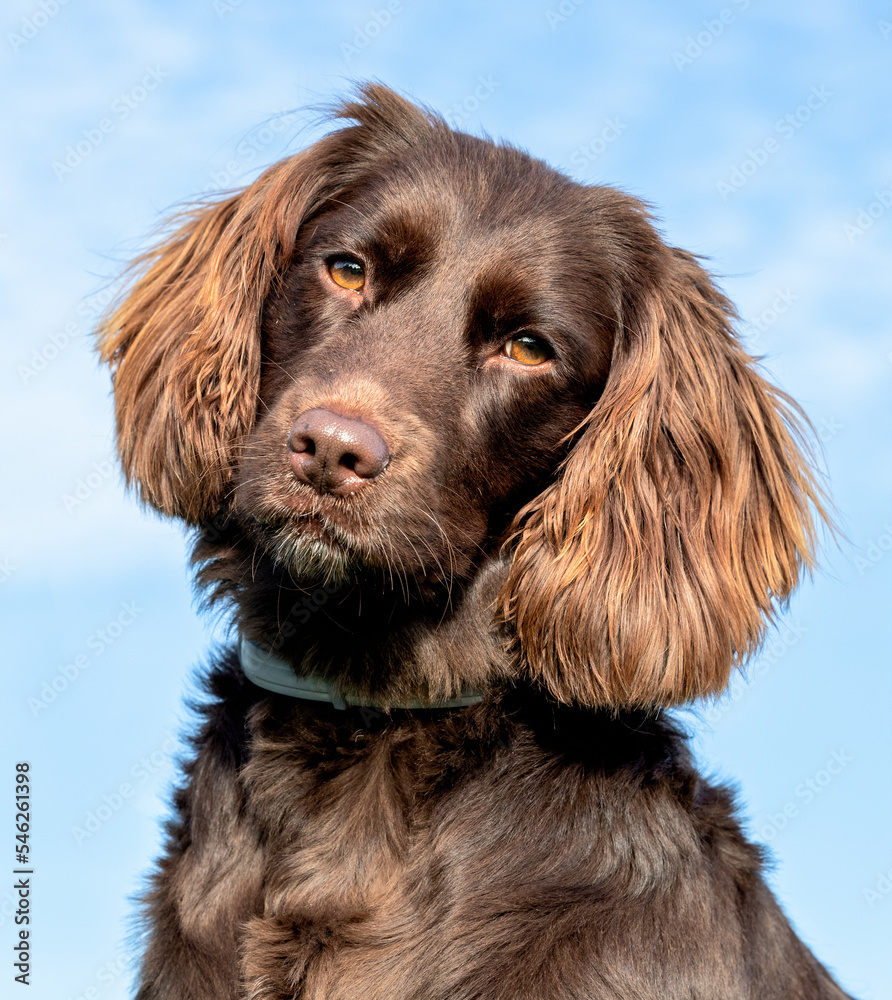 english cocker spaniel english cocker spaniel