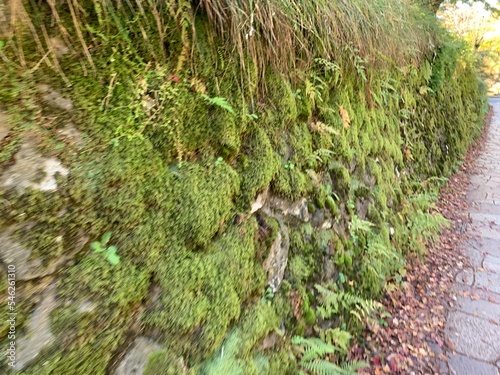 moss on the stone