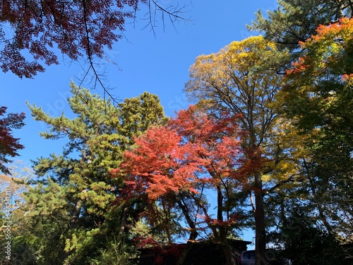 autumn in the park