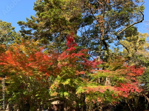 red maple tree