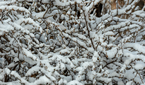 Tangle Of Branches Covered In Snow