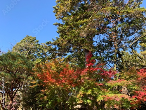 red tree