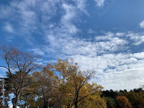 trees and sky