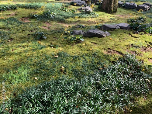 flowers in the grass