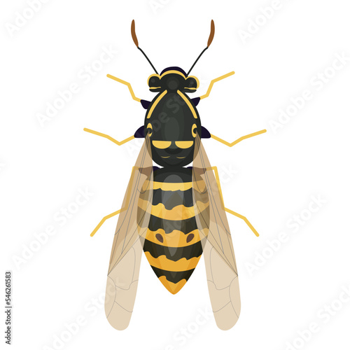 Wasp insect, bumble bee top view in cartoon style, realistic bug Isolated clipart on white background