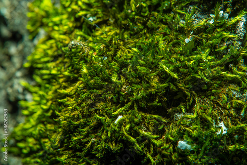 Close-up of tree bark with green moss.