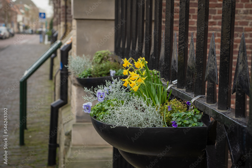 Flowerpot with yellow flowers, street in Leiden, Netherlands Flowerpot with yellow flowers, street in Leiden, Netherlands