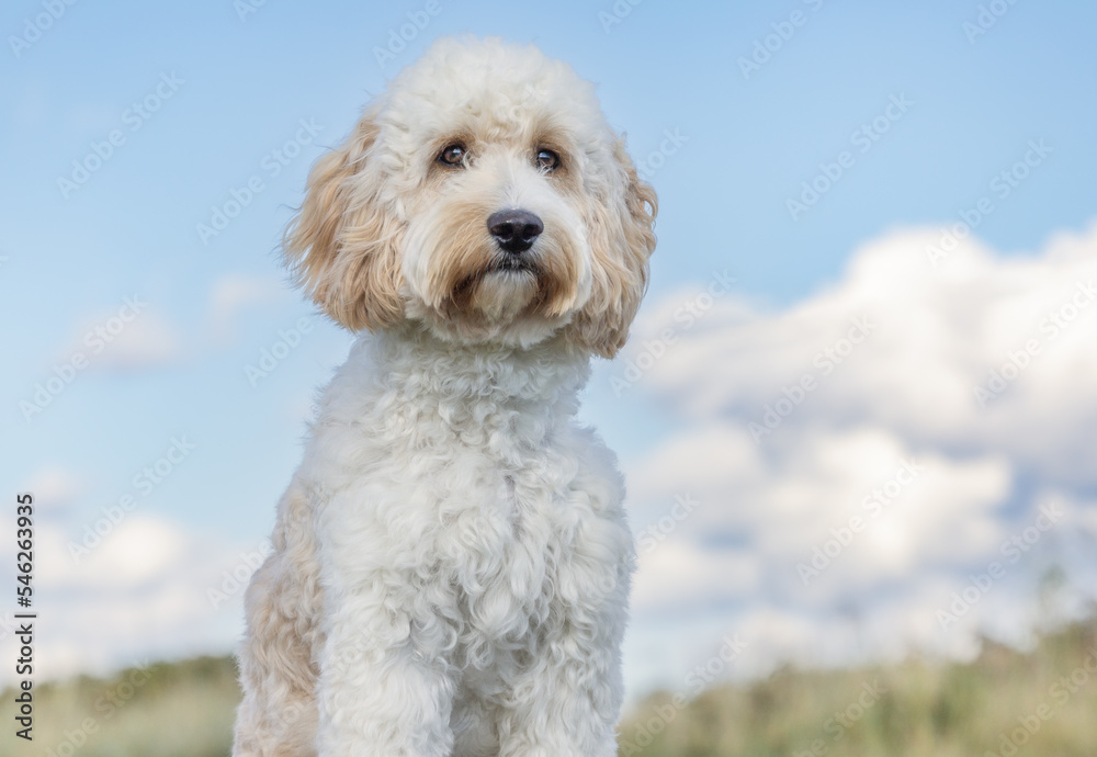 portrait of a dog portrait of a dog