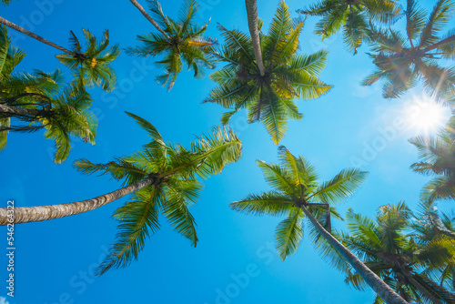 Lush green tropical coconut palm trees crowns over blue sky with shining summer sun