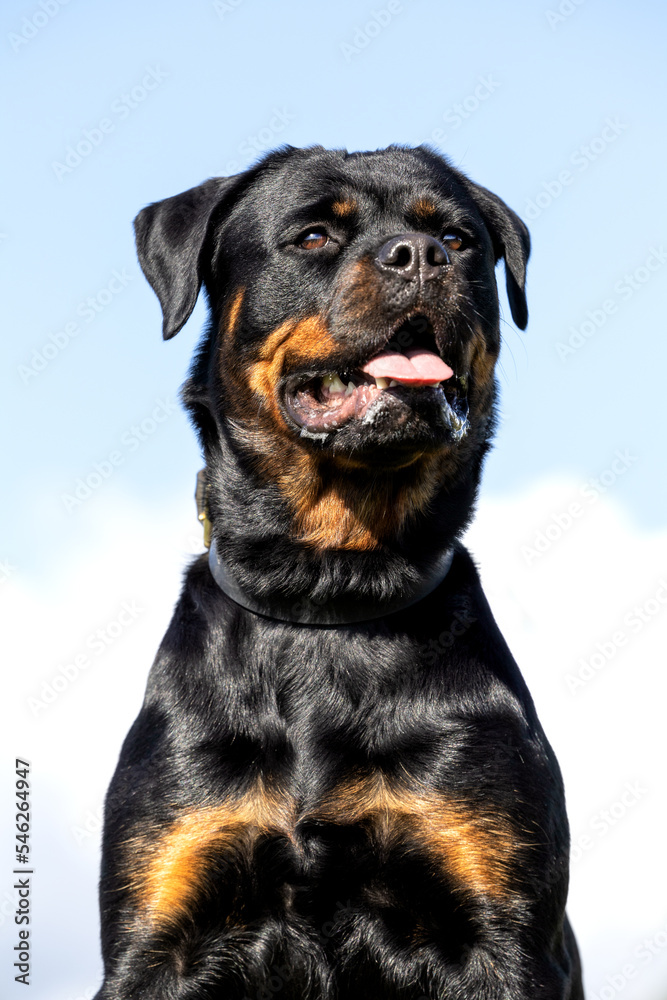 Obraz premium Portrait of a rottweiler