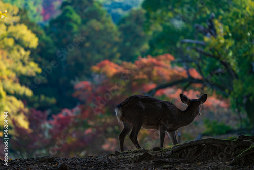 秋の奈良公園の鹿