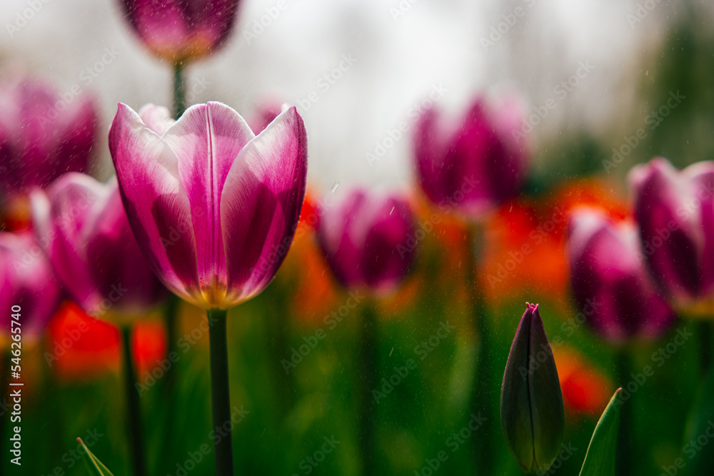 Pink tulips. Spring blossom or spring flowers background Pink tulips. Spring blossom or spring flowers background