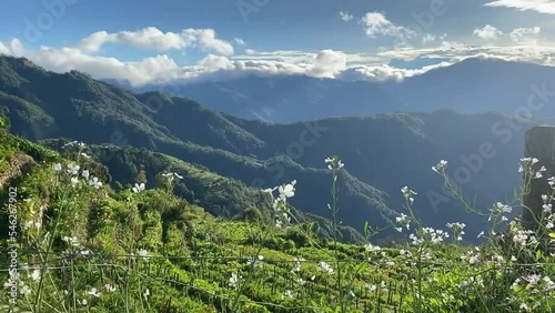 mountain view, white flowers, benguet, philippines, skies,  photo