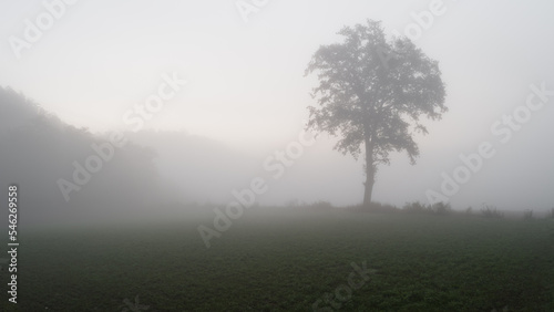 Albero nella nebbia