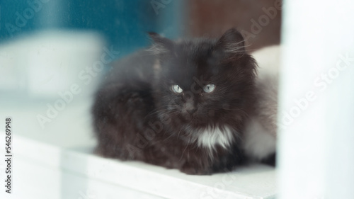 a fluffy black kitten with blue eyes, a black cat with a white collar is sitting, a beautiful kitten.