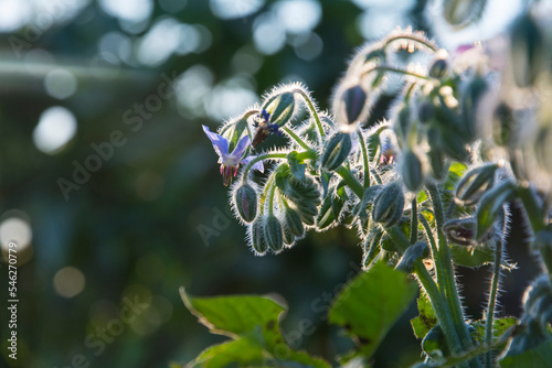 Borage flowers close up (Borago officinalis).