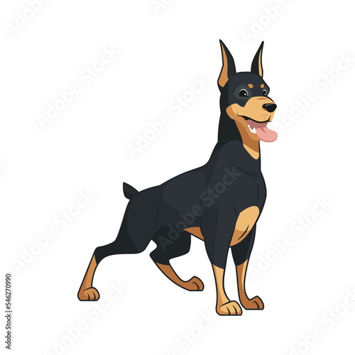Doberman pinscher dog standing and smiling with tongue stick out, cute puppy, noble sweet adorable pet being a good boy, happy dog smile, cartoon style pedigree dog, lovely animal on white background