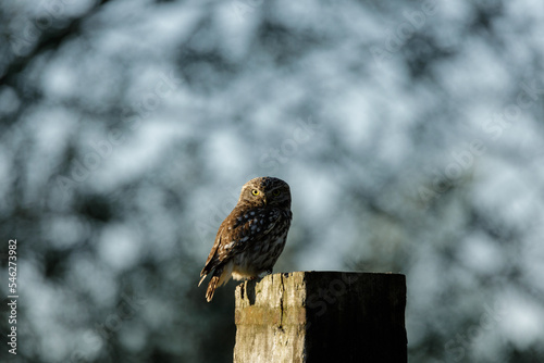 Little Owl - Steenuil - Athene noctua photo