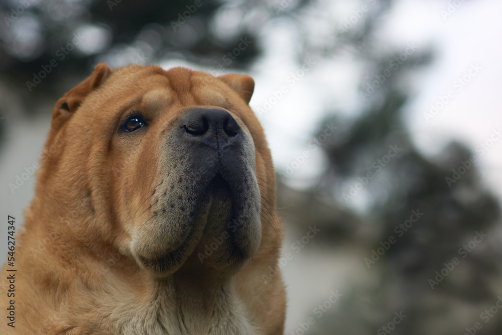 Outdoor portrait of a dog Outdoor portrait of a dog