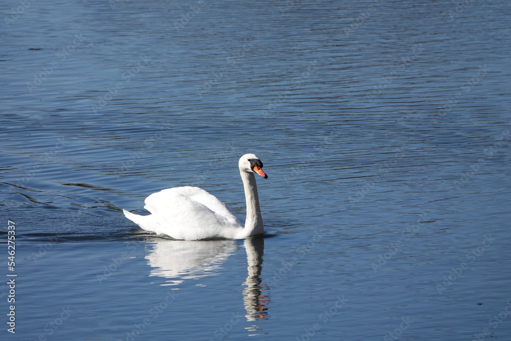 Fototapeta premium Beautiful white Mute swan on a crystal clear deep blue lake reflection. High quality photo
