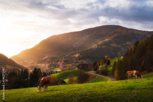 Autumn sunset over the town of Bad Kleinkirchheim (Carinthia, Austria). On the background the Austrian alps, on the foreground green pasture with cows