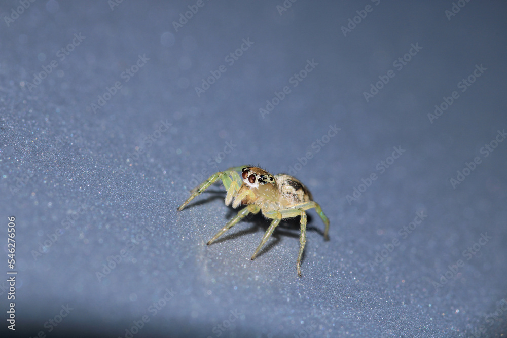 little jumping spider macro photo little jumping spider macro photo