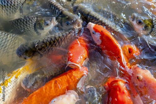 koi fish colorful on the water surface, fancy carp swimming in pond, many fish on the water surface