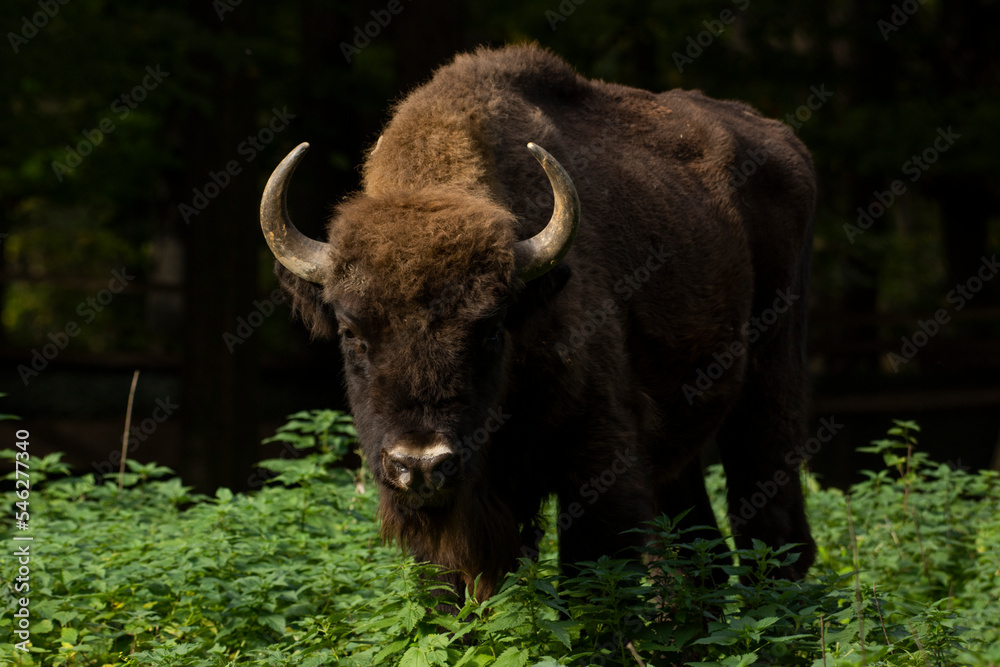 Bison in the forest in their natural habitat