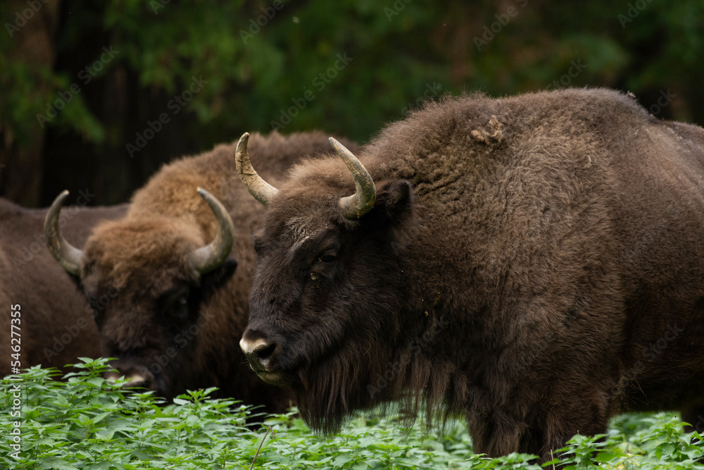 Bison in the forest in their natural habitat Bison in the forest in their natural habitat