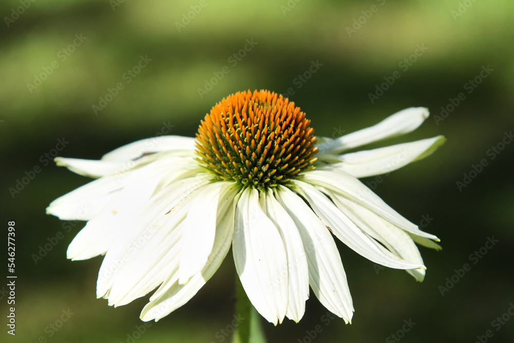 Fototapeta premium White coneflower on a blurred background. White echinacea. Selective focus