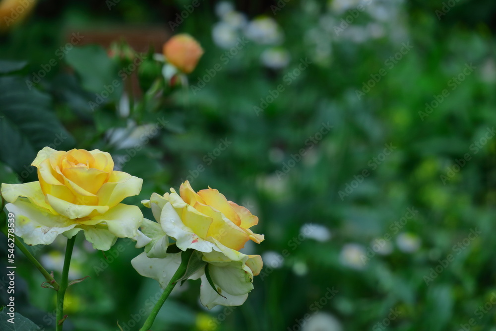 花の女王 花の女王