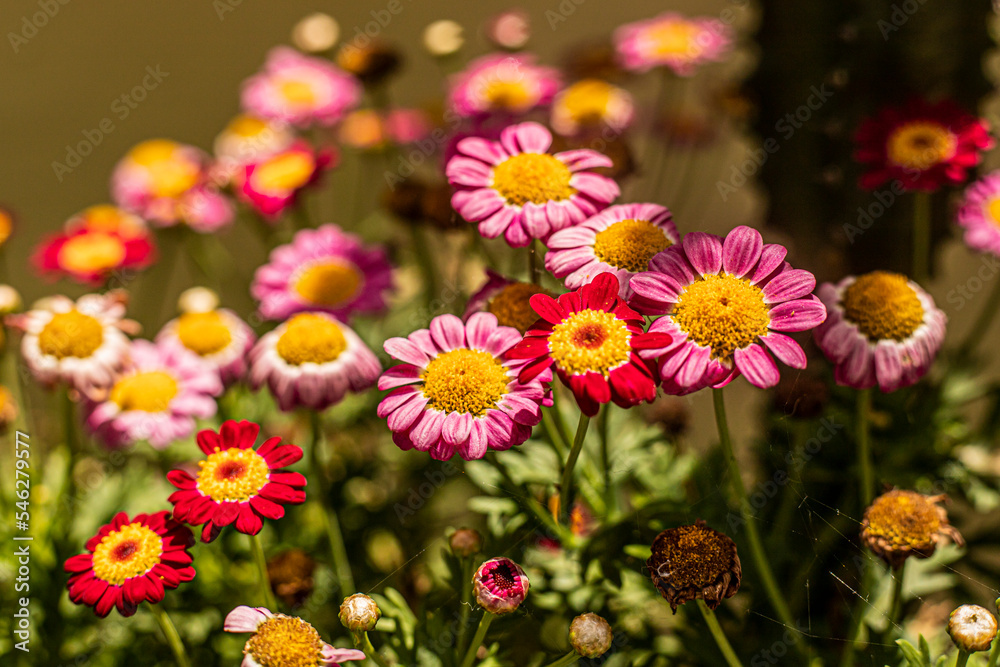 flores, flowers flores, flowers