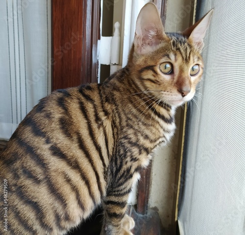 Fotografie Toyger cat, close-up