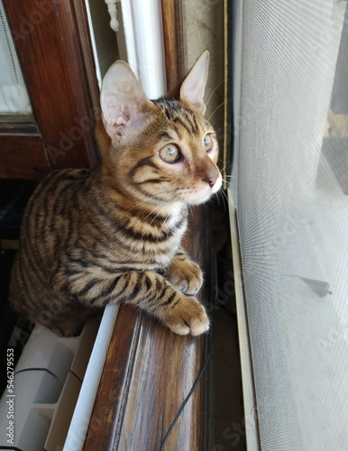 Toyger cat, close-up. Striped toyger cat kitten 4 months old on the window. photo
