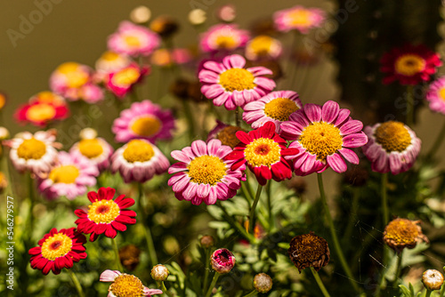 flores  flowers