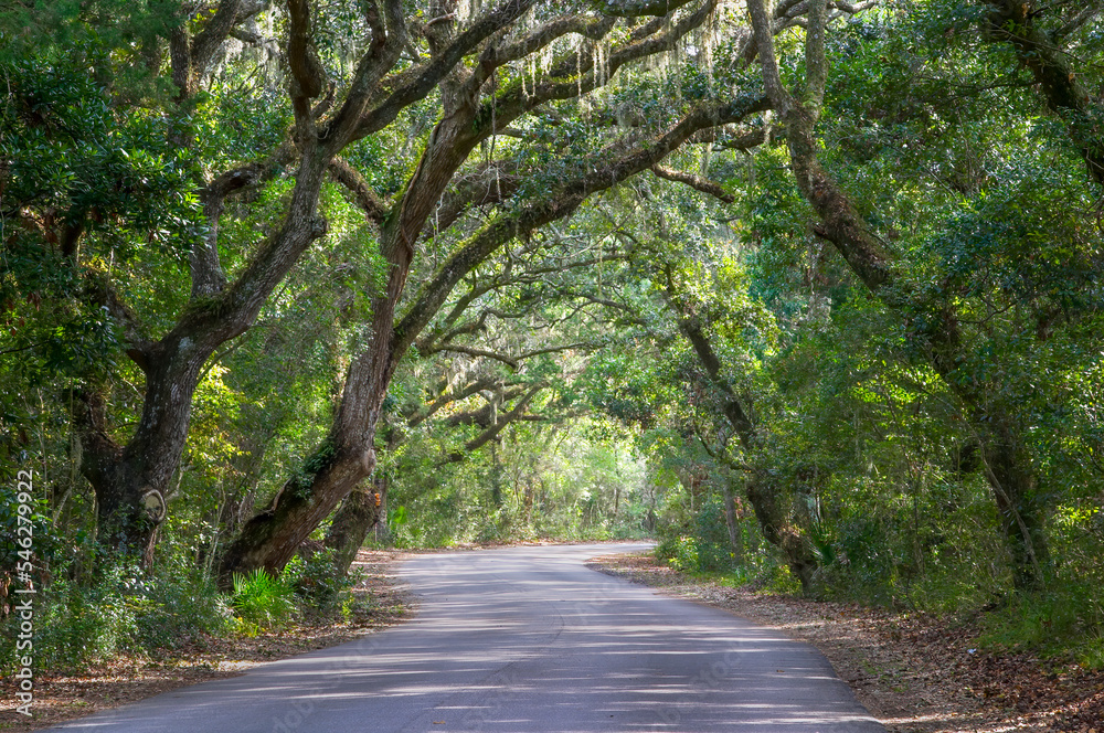 Road though canopy of Live Oak trees in Fort Clinch State Park in Florida USA Road though canopy of Live Oak trees in Fort Clinch State Park in Florida USA