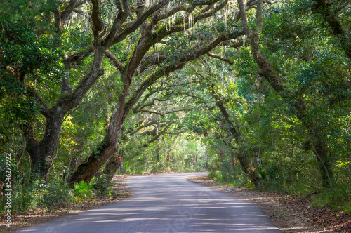  Road though canopy of Live Oak trees in Fort Clinch State Park in Florida USA