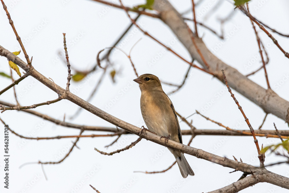 Female Common Chaffinch perched on a tree branch Female Common Chaffinch perched on a tree branch