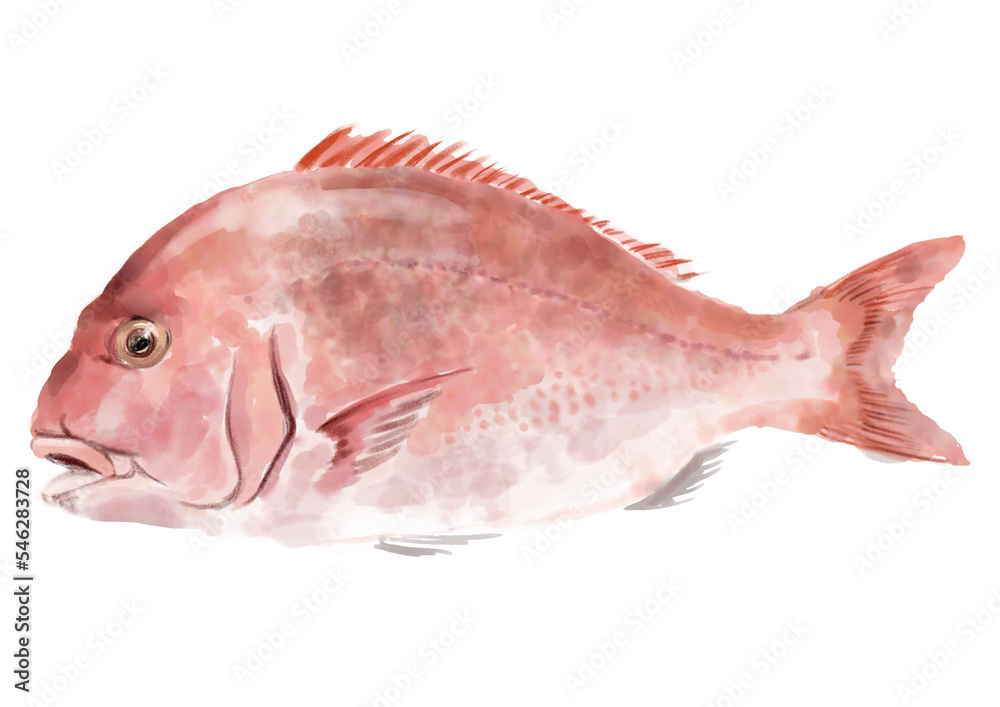 Obraz premium 水彩のタイ01_2