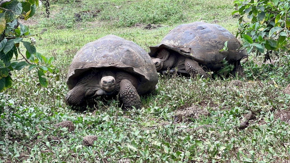 Fototapeta premium turtle in the grass