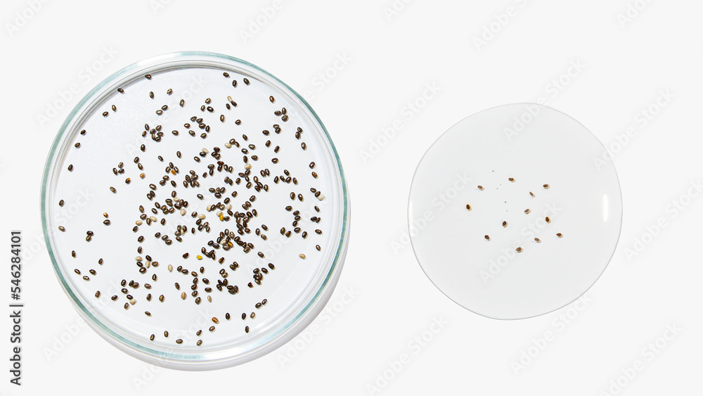 Fototapeta premium Petri dishes with transparent color gel and seeds on a light background. Plant seeds, botany, bioengineering. Glassware. Liquid. Study.