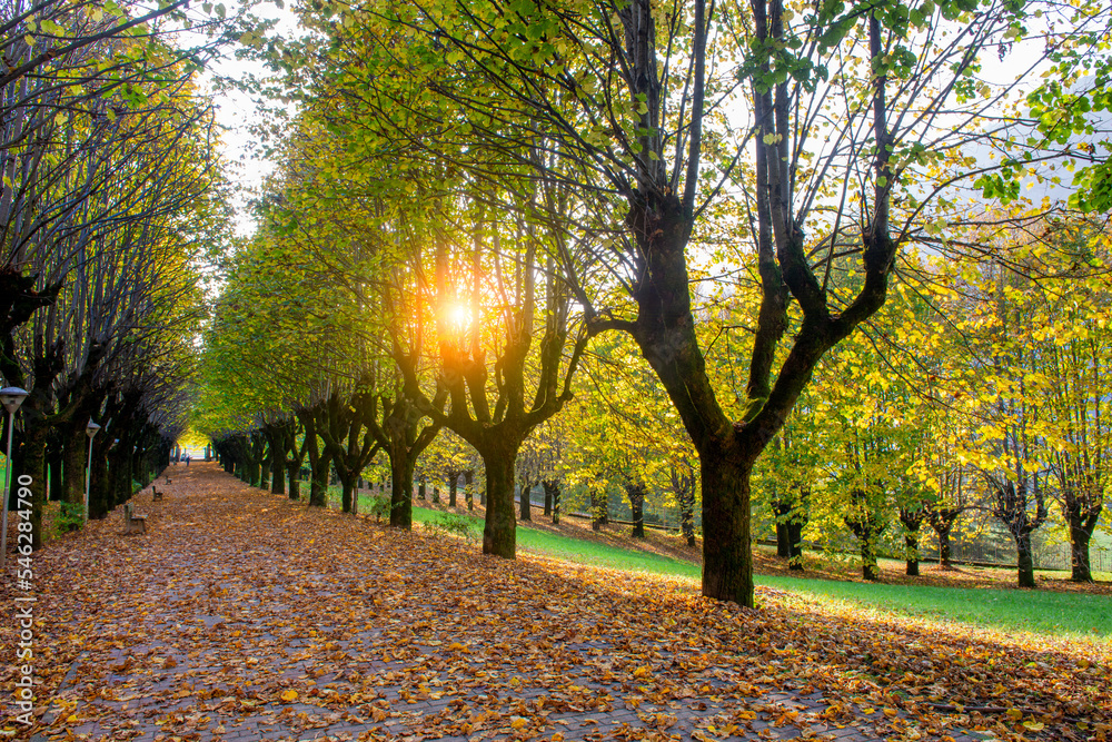 Avenue lined with colorful leaves