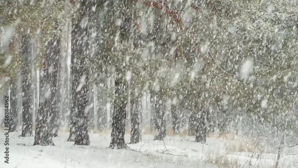 Heavy blizzard in pine forest. Snowing in forest, winter weather