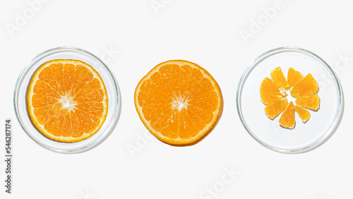 Petri dishes with orange research. Cut orange  research in the laboratory. Bioengineering  laboratory.