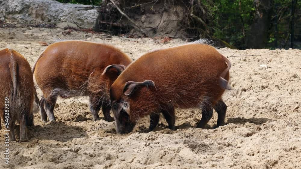 Red river hog, Potamochoerus porcus, also known as the bush pig. This pig has an acute sense of smell to locate food underground. Red river hog, Potamochoerus porcus, also known as the bush pig. This pig has an acute sense of smell to locate food underground.