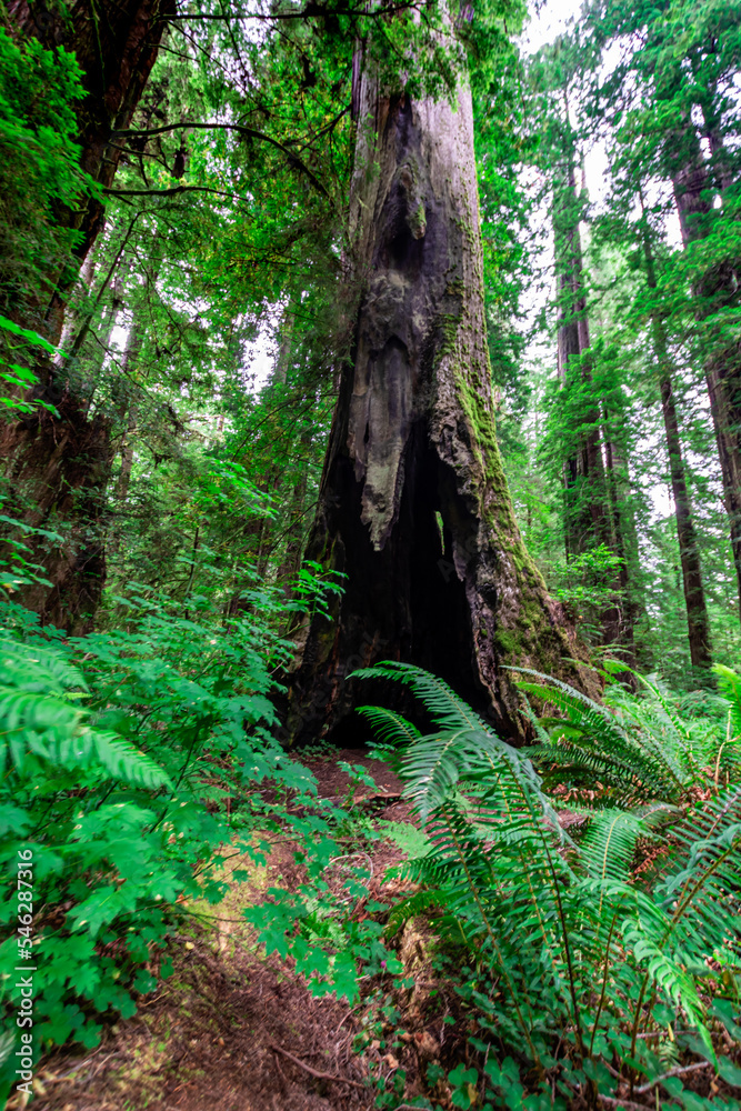 Redwoods National Park Redwoods National Park
