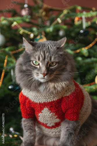 Serious gray domestic cat in red sweater against Christmas tree. Christmas style, winter holidays
