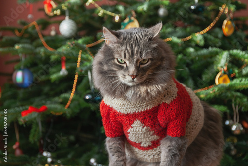 Serious gray domestic cat in red sweater against Christmas tree. Christmas style, winter holidays